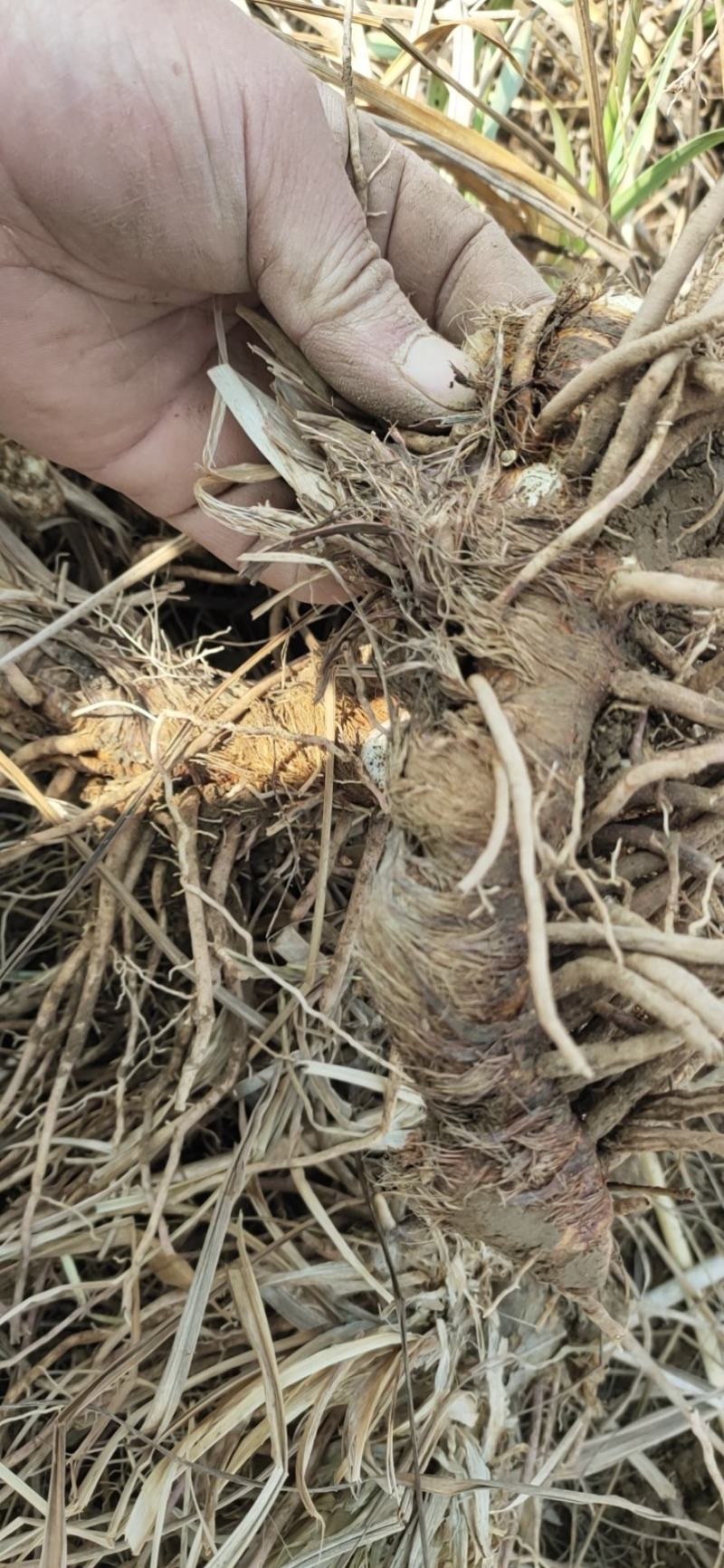知母知母片产地直发批发各种规格货源诚信经营