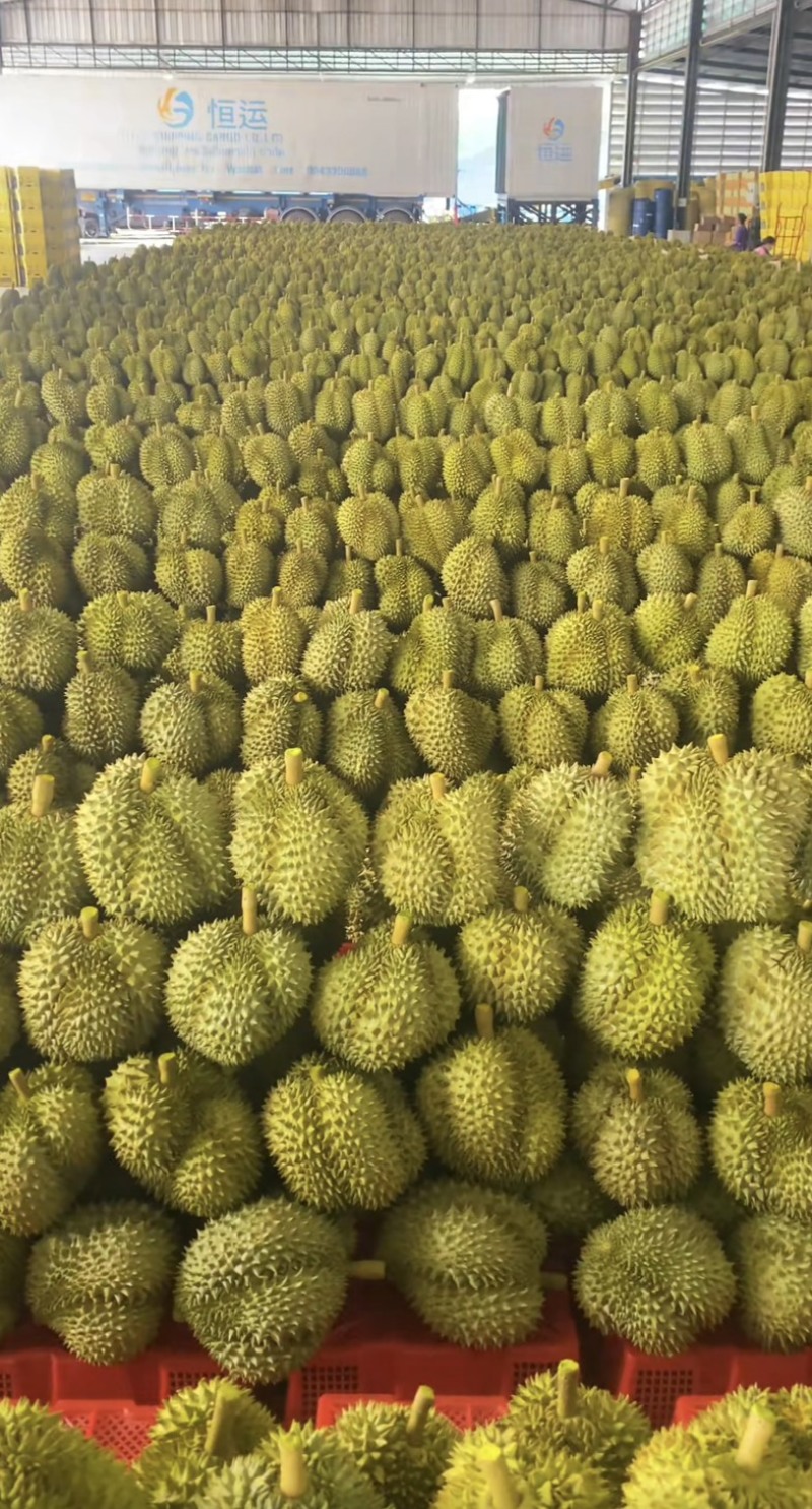 金枕榴莲产地直发一手货源现货直发