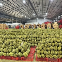 金枕榴莲产地直发一手货源现货直发