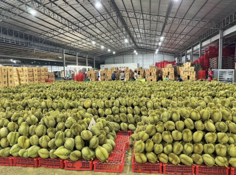 金枕榴莲产地直发一手货源现货直发
