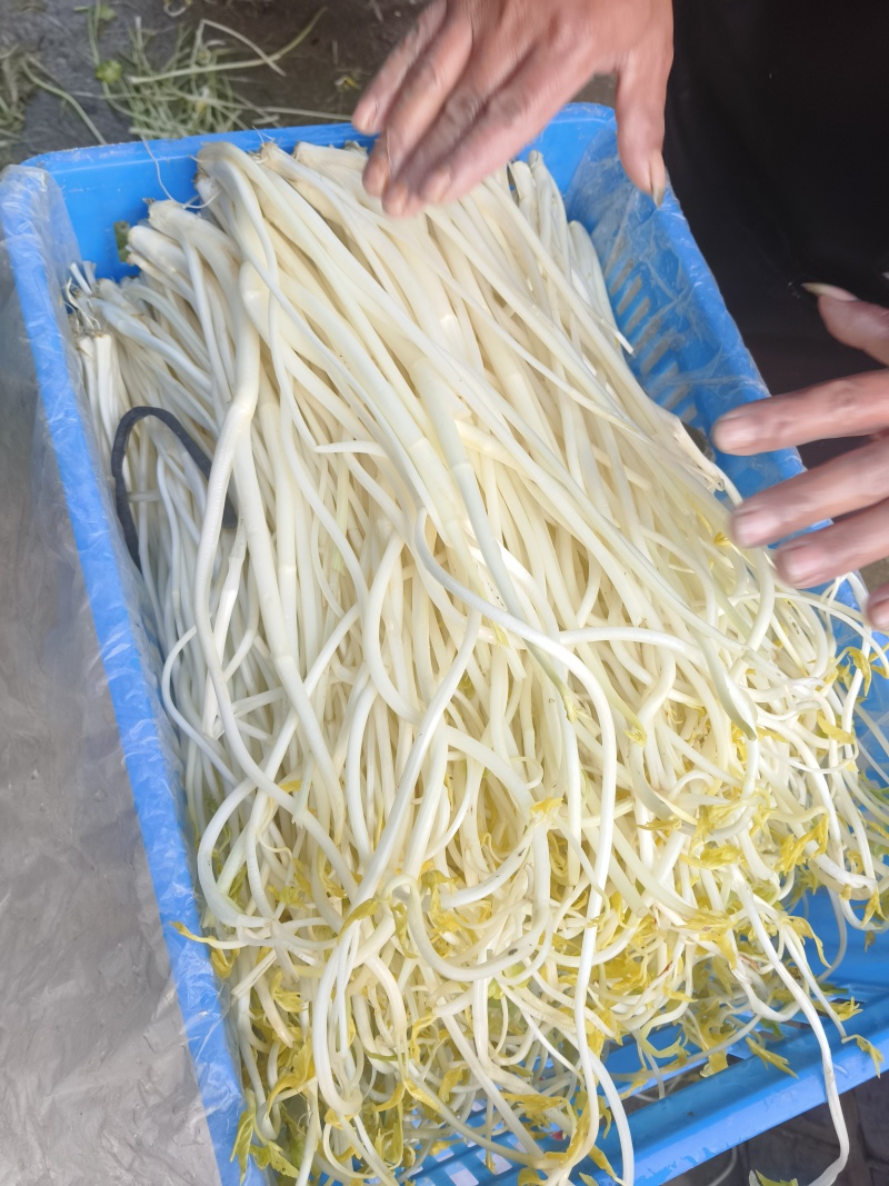 白芹