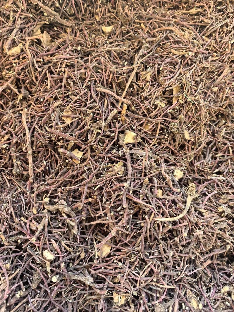 紫苑无硫中药材产地直发量大价优质量保证欢迎联系