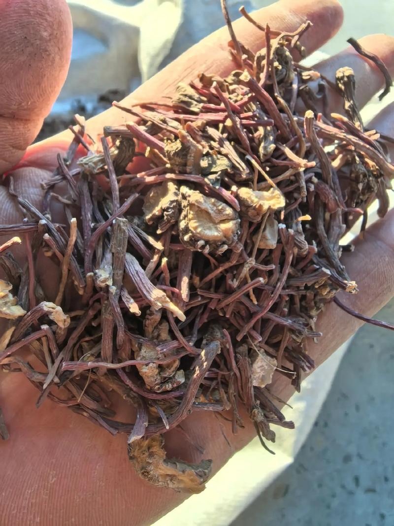 紫苑无硫中药材产地直发量大价优质量保证欢迎联系