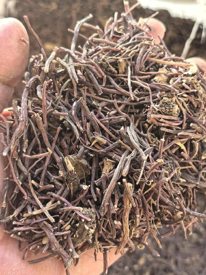 紫苑无硫中药材产地直发量大价优质量保证欢迎联系