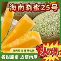 《晓蜜25》海南蜜瓜25/产地货源/质量三包/欢迎来电