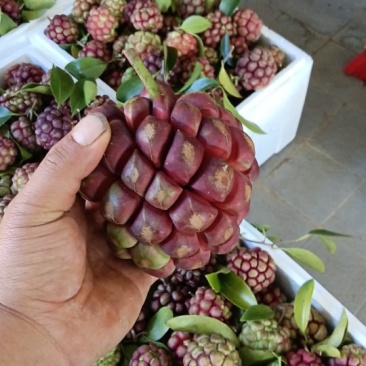 黑老虎，布福娜