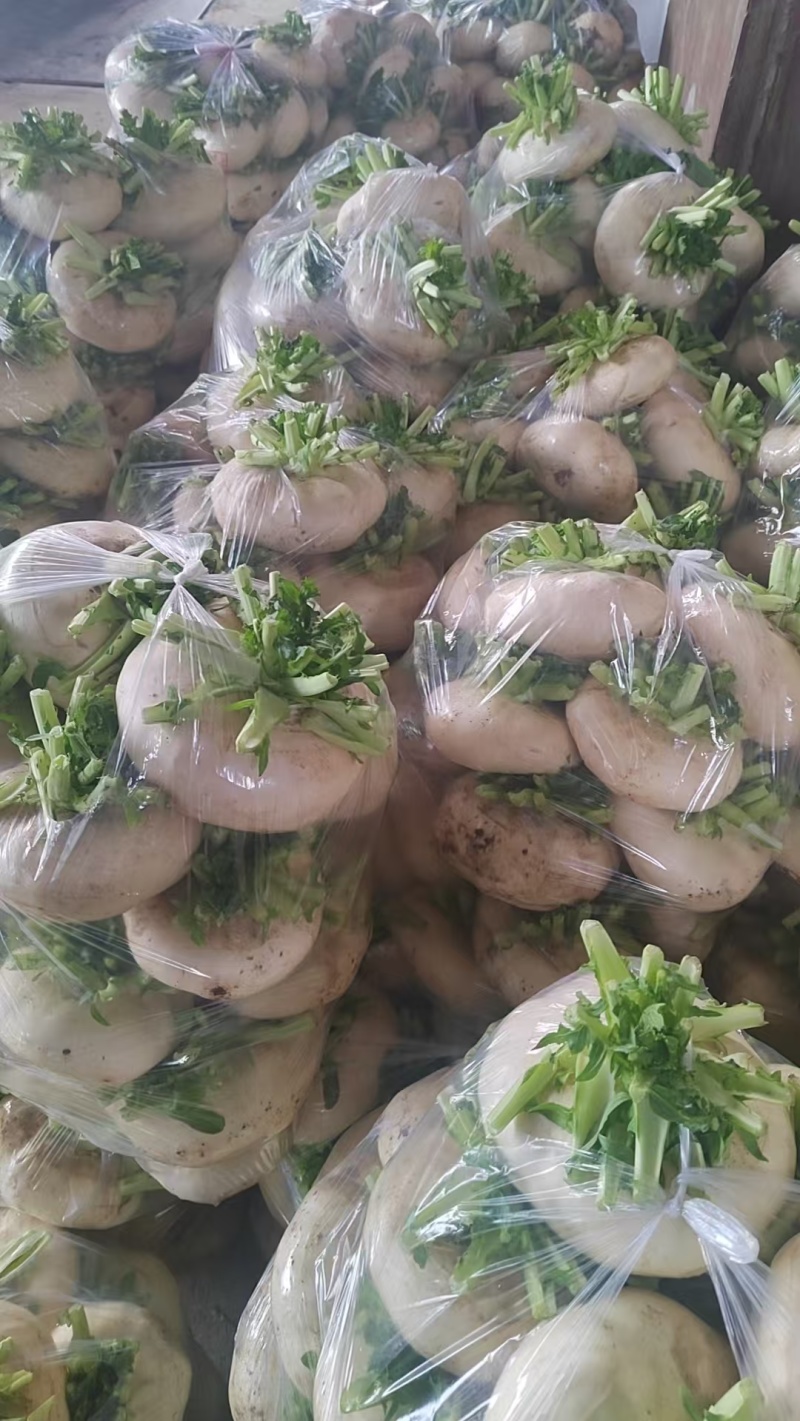 盘菜精品福建盘菜大量上市地头一手货源