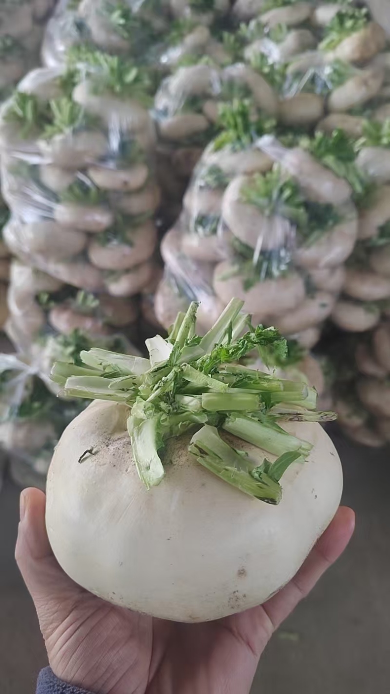 盘菜精品福建盘菜大量上市地头一手货源