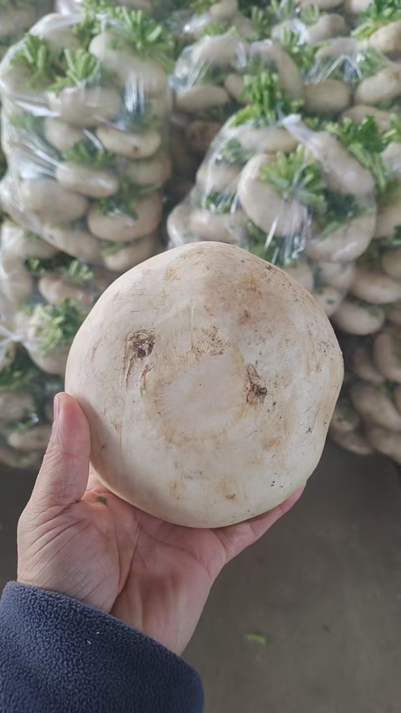 盘菜精品福建盘菜大量上市地头一手货源
