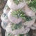 盘菜精品福建盘菜大量上市地头一手货源