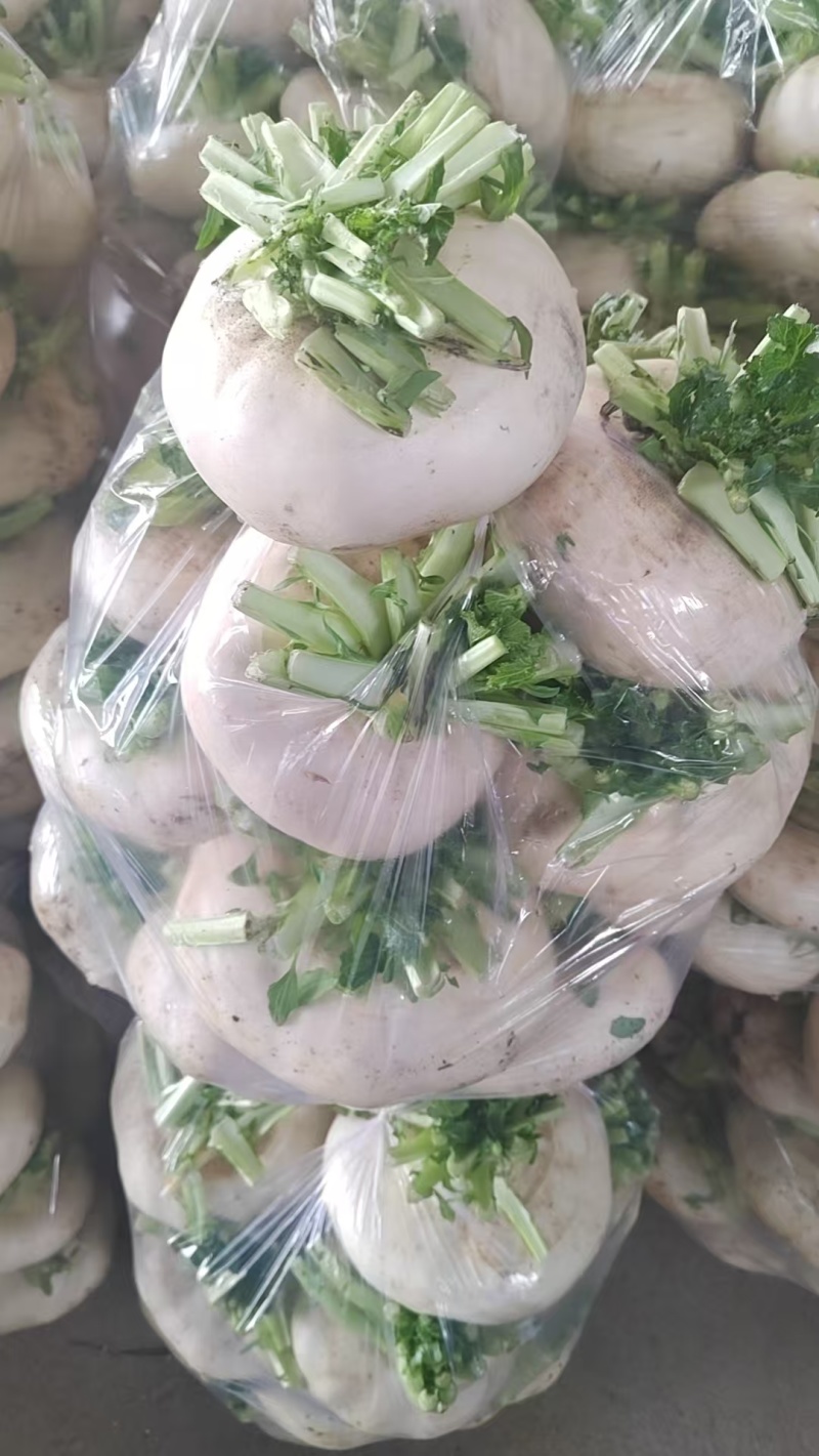 盘菜精品福建盘菜大量上市地头一手货源