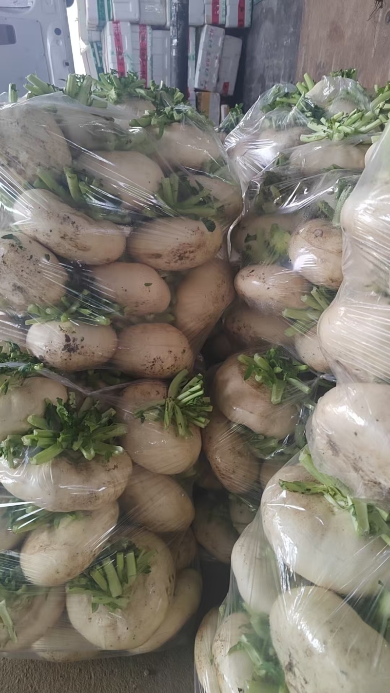 盘菜精品福建盘菜大量上市地头一手货源