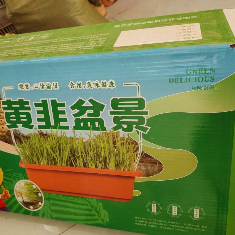 黄韭盆景已上市水培韭菜随吃随割