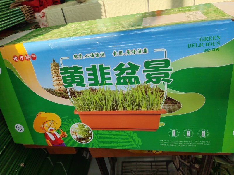 黄韭盆景已上市水培韭菜随吃随割