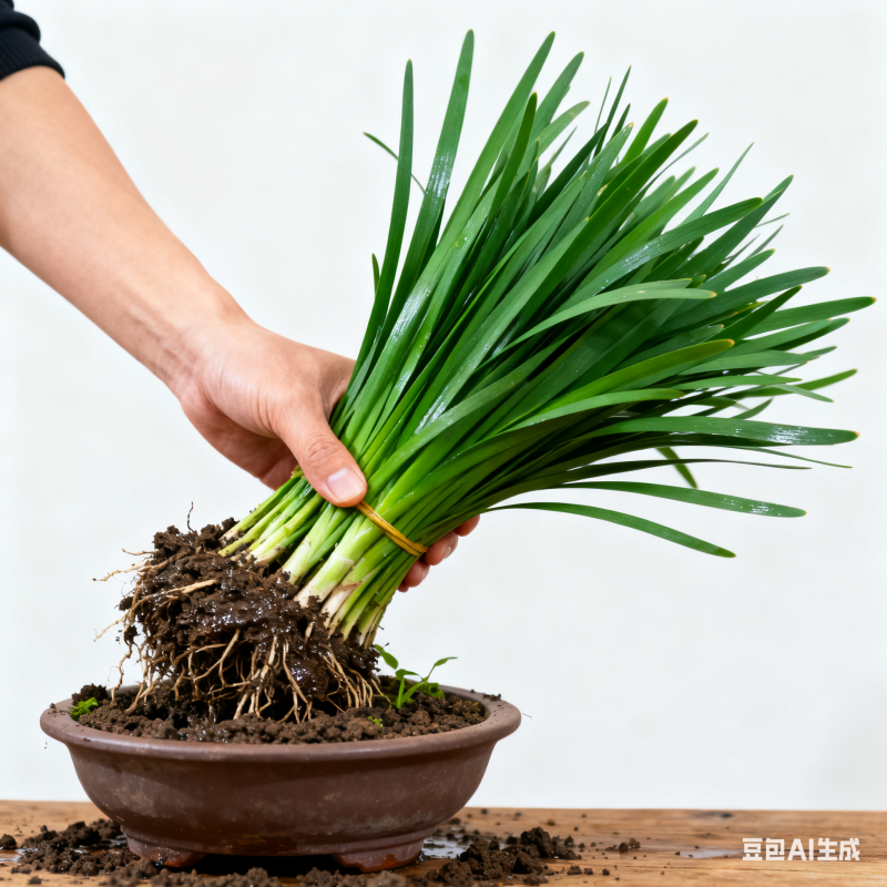 黄韭盆景已上市水培韭菜随吃随割