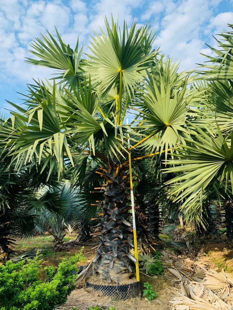 2512苗圃供应扇叶糖棕扇椰子柬埔寨糖棕树3-8米