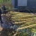 《黄金甘蔗》云南基地直发对接全国量大从优一条龙服务