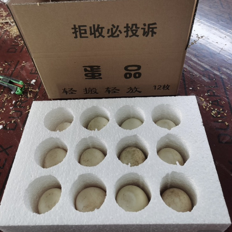 鹅蛋，双簧鹅蛋，雁鹅蛋，包装，各种规格，一件代发，