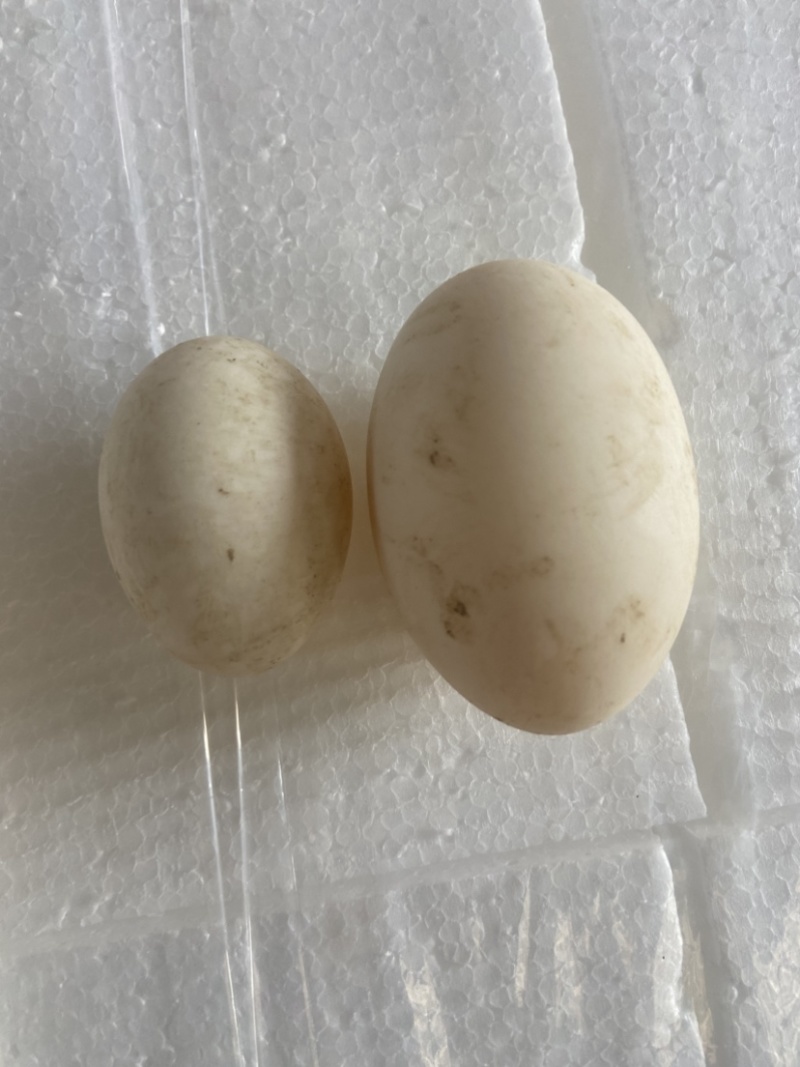 鹅蛋，双簧鹅蛋，雁鹅蛋，包装，各种规格，一件代发，