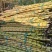 《黄金甘蔗》云南基地直发对接全国量大从优一条龙服务