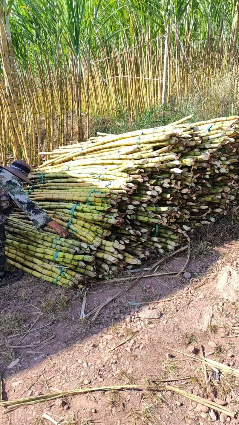 《黄金甘蔗》云南基地直发对接全国量大从优一条龙服务