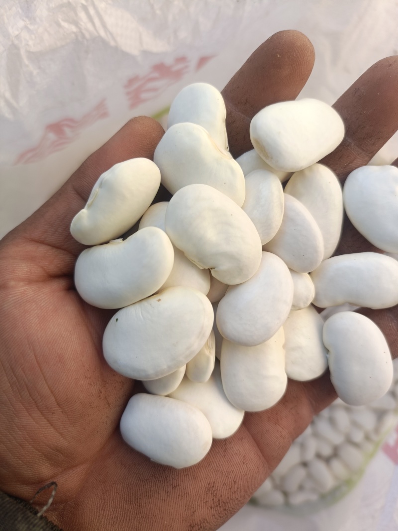 白芸豆