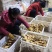 【实力商家】河北衡水生姜物美价廉大量供应货源充足