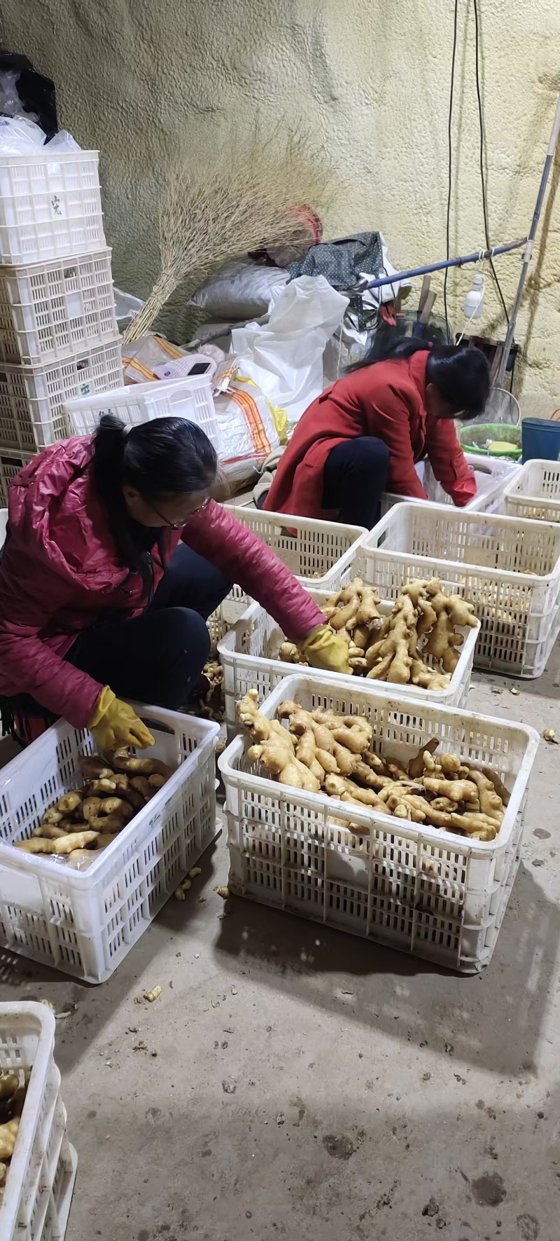 【实力商家】河北衡水生姜物美价廉大量供应货源充足
