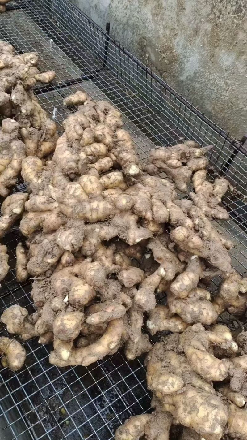 【实力商家】河北衡水生姜物美价廉大量供应货源充足