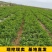 高产防风苗基地直发提供技术指导产地直发量大价优