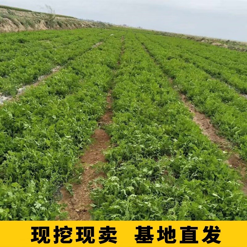 高产防风苗基地直发提供技术指导产地直发量大价优