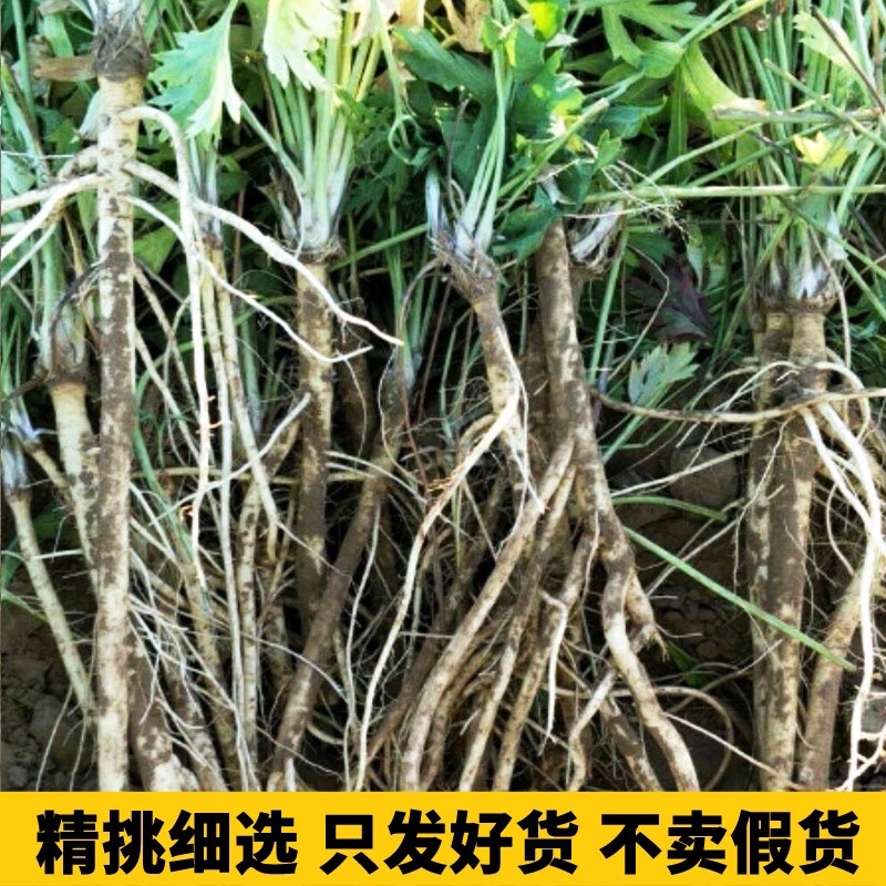 高产防风苗基地直发提供技术指导产地直发量大价优