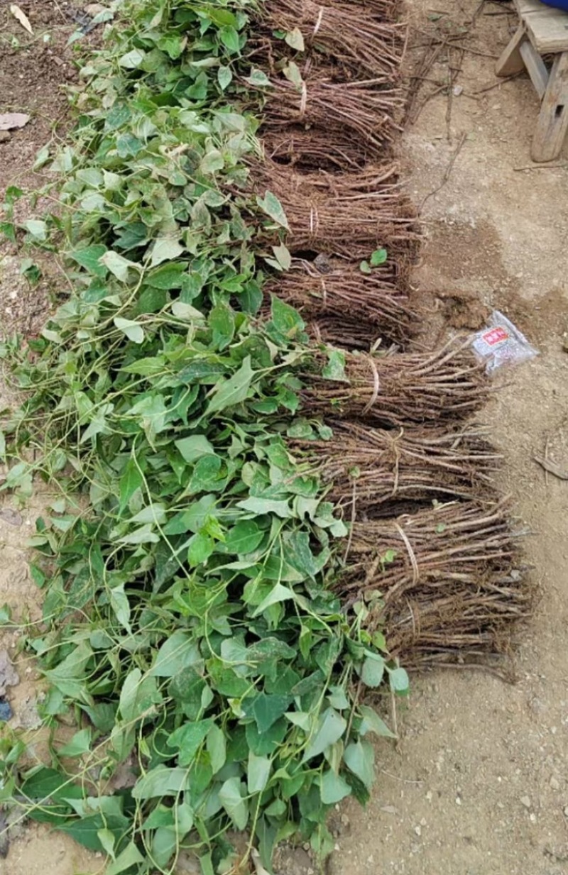 何首乌苗成活率高好管理提供种植技术种植简单全国就近发货
