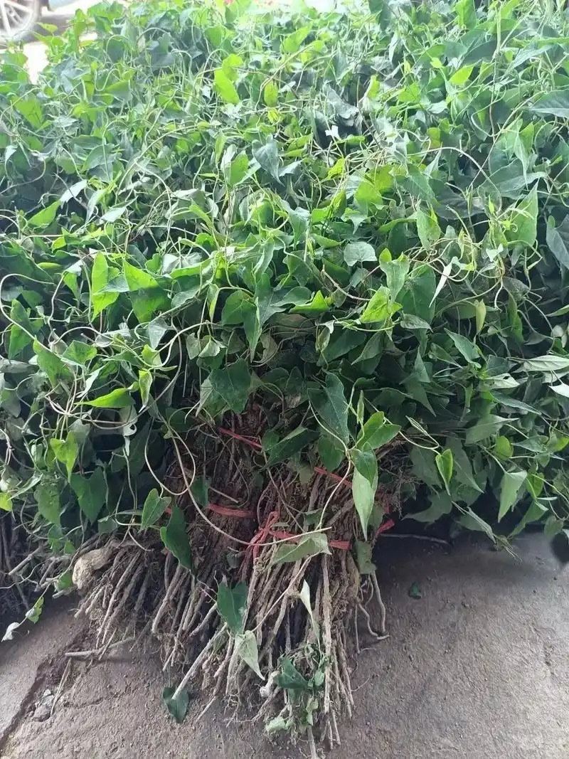 何首乌苗成活率高好管理提供种植技术种植简单全国就近发货