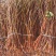 何首乌苗成活率高好管理提供种植技术种植简单全国就近发货