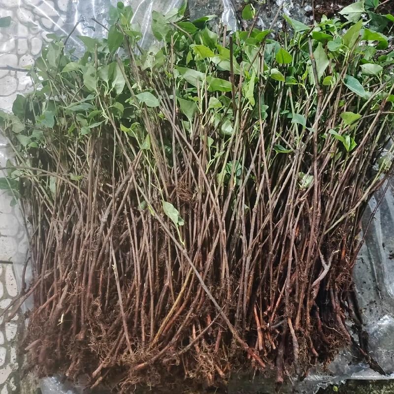 何首乌苗成活率高好管理提供种植技术种植简单全国就近发货