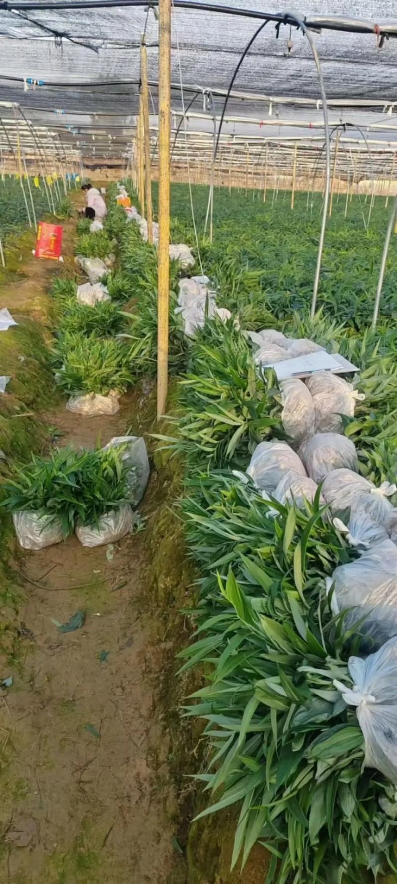 黄精苗药材苗多花黄精种苗基地直供成活率高包技术回收