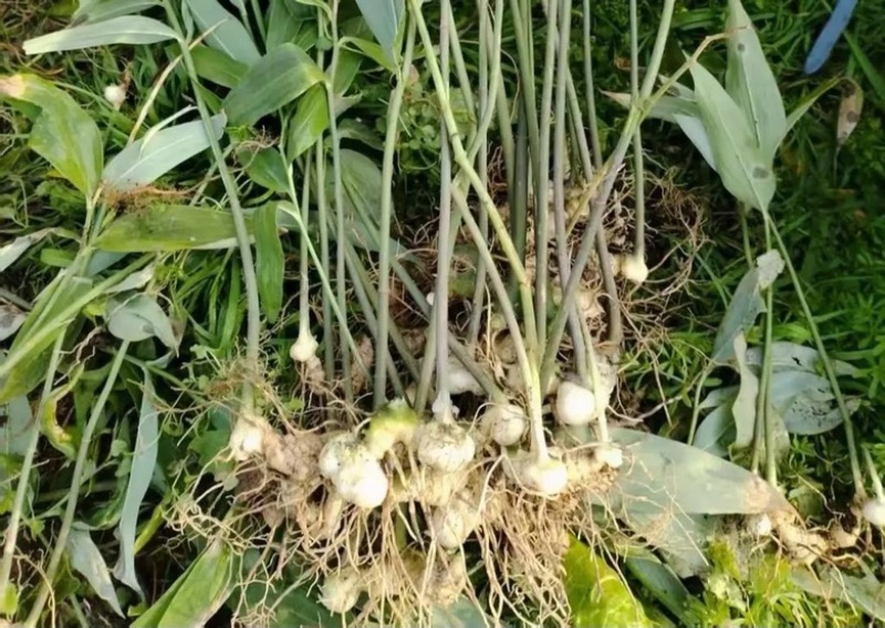 黄精苗药材苗多花黄精种苗基地直供成活率高包技术回收