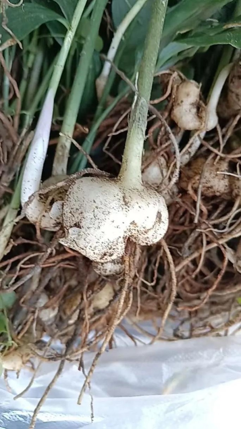 黄精苗药材苗多花黄精种苗基地直供成活率高包技术回收
