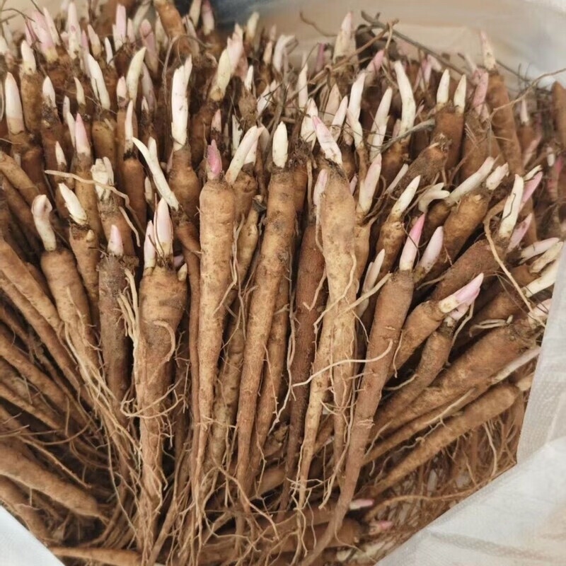 白勺苗种植基地规格齐全对接全国各个产区货源量大价优品质保障