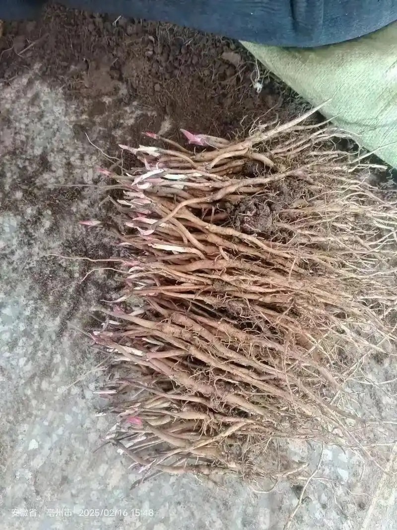 牡丹苗一二三年各种规格品种基地直供技术服务