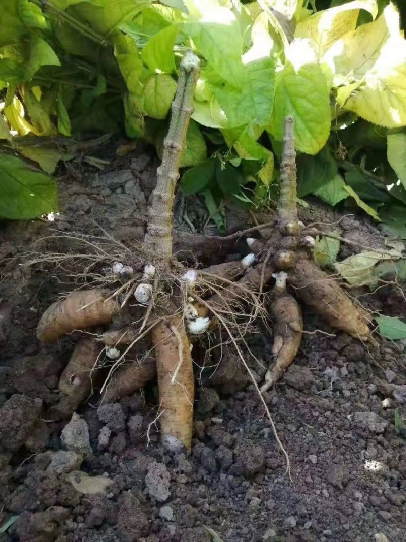 玄参苗玄参芽提供技术指导包回收大型育苗基地