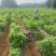 玄参苗玄参芽提供技术指导包回收大型育苗基地