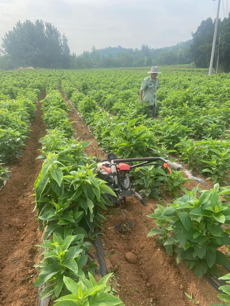 玄参苗玄参芽提供技术指导包回收大型育苗基地