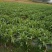供应甜麦菜