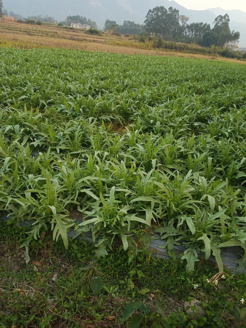 供应甜麦菜