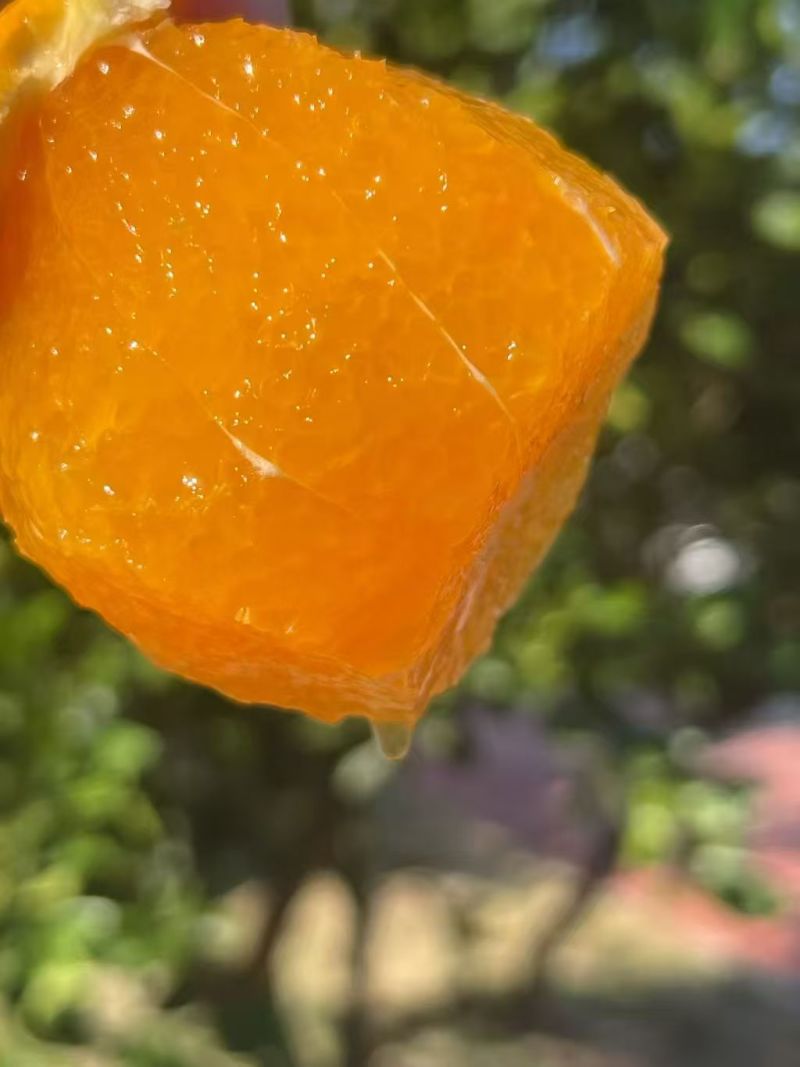 九月红脐橙品质保证货源充足诚信经营欢迎来电