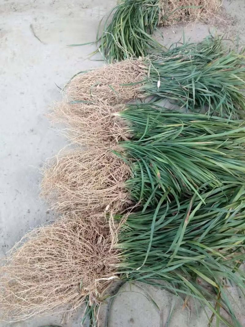 麦冬苗大量上市对接全国产地各地货源品质保障价格可谈