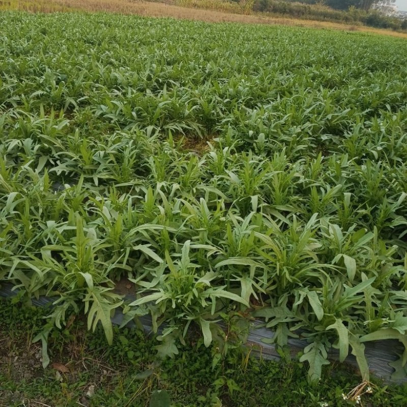 供应甜麦菜