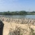 【佛山三水】三年马岗鹅淘汰种鹅产地直供